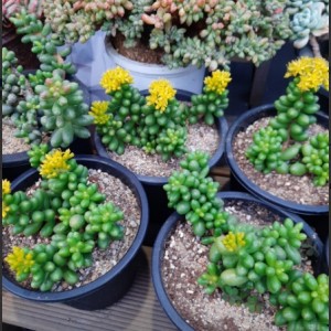 [경기 부천] 미니벨 다육이