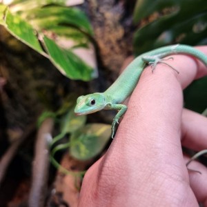 [대전 서구] 블루트리엑조틱 파충류샵