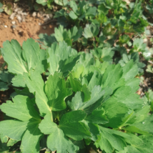 [페이백]서진농장