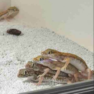 [서울 송파] 위례게코샵티라노