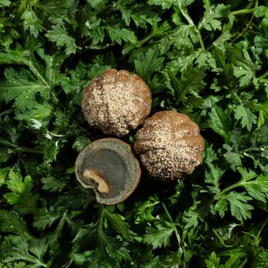 [서울 양천] 복호두 목동파리공원점