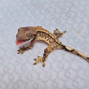 파충류샵 룸메이트