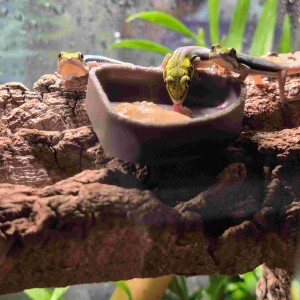 [부산 사상] 파충류샵 썬즈렙타일