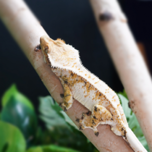 [인천 계양] 위드게코