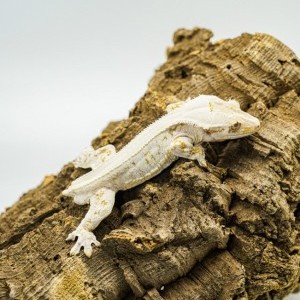 [광주 북구] 쏭크레