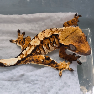 [인천 연수] 파충류샵 욜로게코