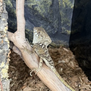 [인천 연수] 파충류샵 트리에코