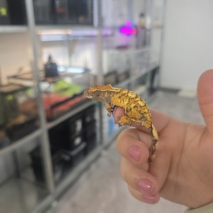 [경기 광주] 동네사람들 파충류샵