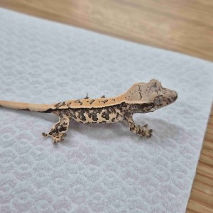 [대전 서구] 티그리스게코 대전점