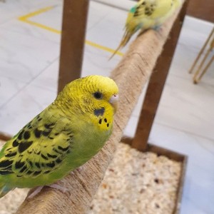 리프패럿 롯데마트광복점