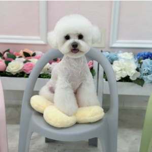 [경기 화성] 도도하개