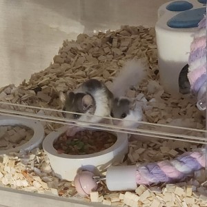 [경기 남양주] 플랜티멀 고주