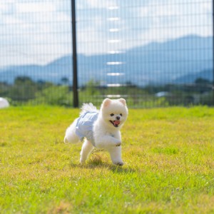 애견풀빌라 포레스트258