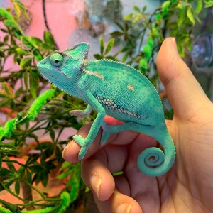 해피주 동물카페 원주점