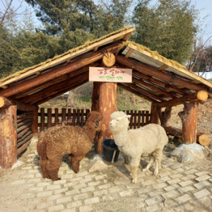 대관령아기동물농장