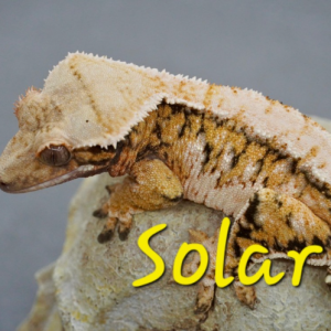 [경기 김포] 파충류샵 수염농장 김포점