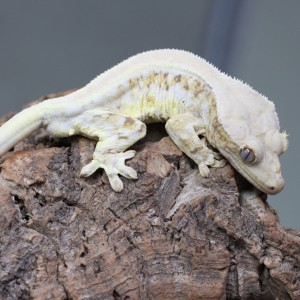 [경기 화성] 디케이지렙타일