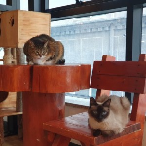 [경기 평택] 삼층고양이카페