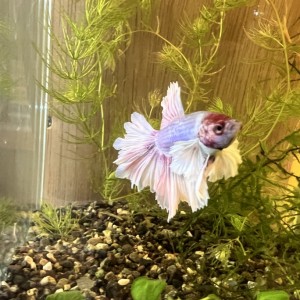 [경기 화성] 보리 아쿠아