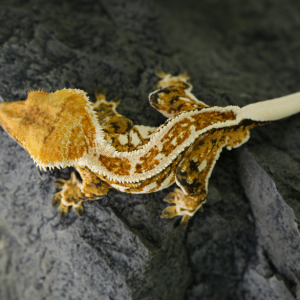 티그리스 게코 하남본점