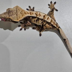 파충류샵 크레빈