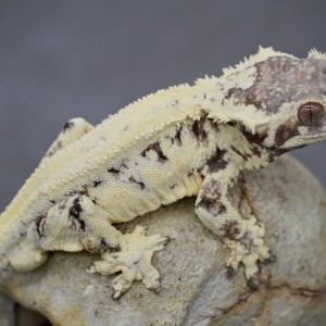 [경기 남양주] 파충류샵 수염농장