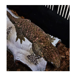 [인천 미추홀] 꽁지농장