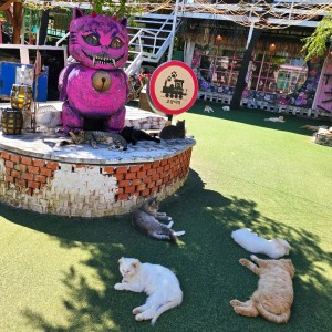 [인천 옹진] 고양이역카페