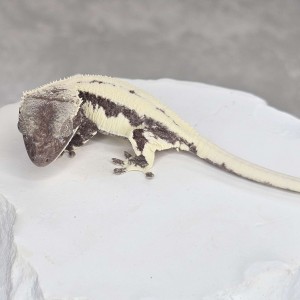 [경기 화성] 크레단