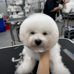 [경기 구리] 구리애견미용학원