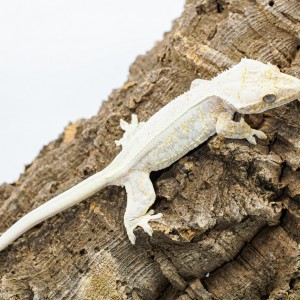 [광주 북구] 쏭크레