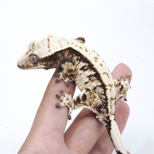 [경기 남양주] 파충류샵 로니게코