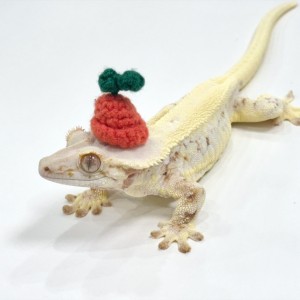 [부산 북구] 파충류샵 참크레