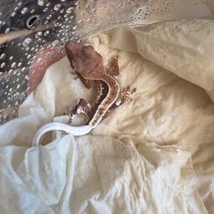 [경기 화성] 보리 아쿠아