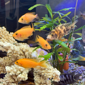 유성아쿠아리움 무인카페 24