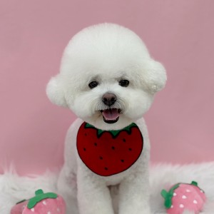 [경기 의정부] 쓰다드멍 애견미용 본점