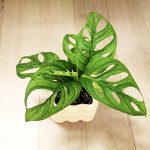 공간공감 플랜테리어