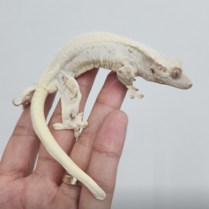 파충류샵 도마뱀라이프&앵무새하우스 시흥은계점