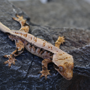 티그리스게코 서울강동점