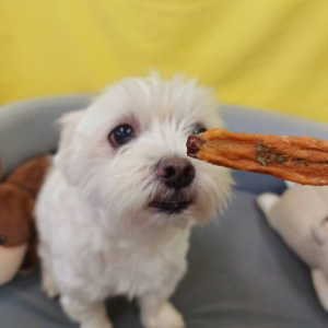 [페이백]멈머다냥