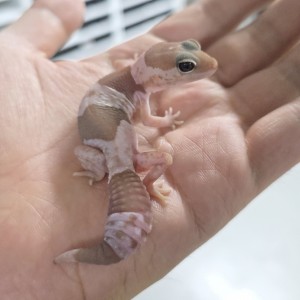 [경기 고양] 파슐랭