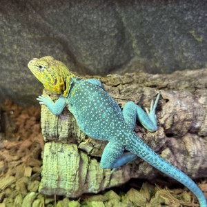 [경기 남양주] 파충류샵 수염농장