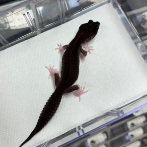 [광주 광산] 어게인게코 파충류샵