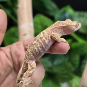 [인천 계양] 위드게코