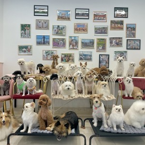 [경기 오산] 댕댕아학교가자&호텔 훈련 유치원 카페