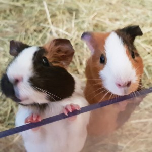 [강원 평창] 토끼의숲