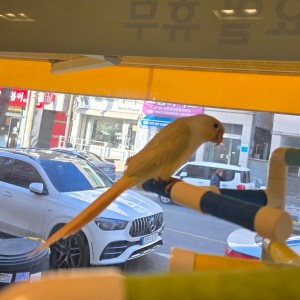 개냥새앵이랜드