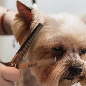 [경기 의정부] 멍빨그루밍