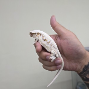 [대전 동구] 베이비파충류샵 대전점