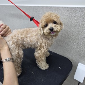 [서울 중랑] 킹스독